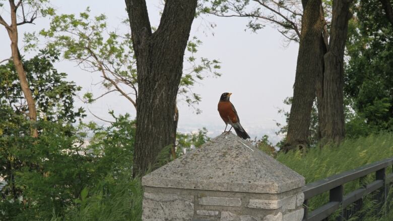 A bird sits on a stone, with a tree and cloudy sky sits in the background.