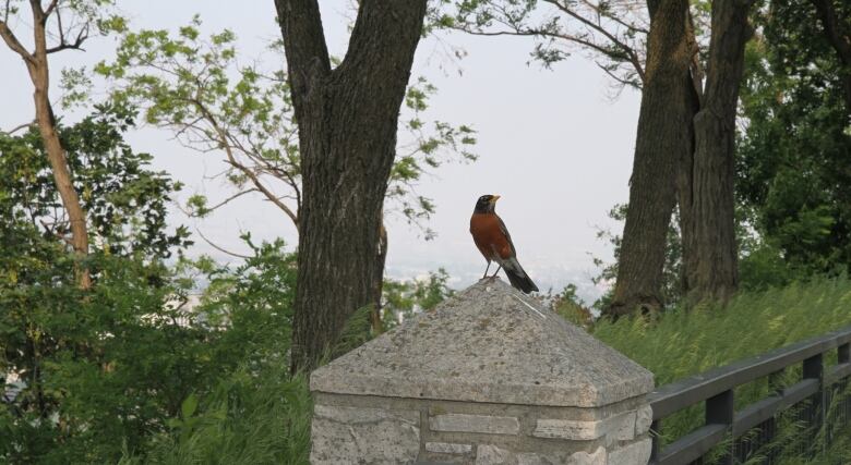 A bird sits on a stone, with a tree and cloudy sky sits in the background.