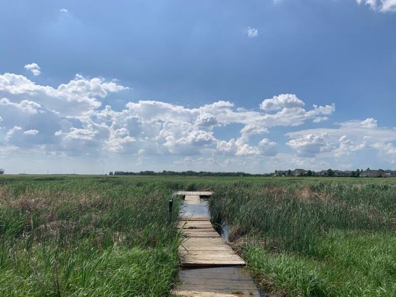 A wetland with a walkway. 