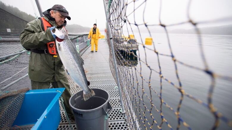 A man holds up a giant fish near a bucket on a walkway in an open fish farm.