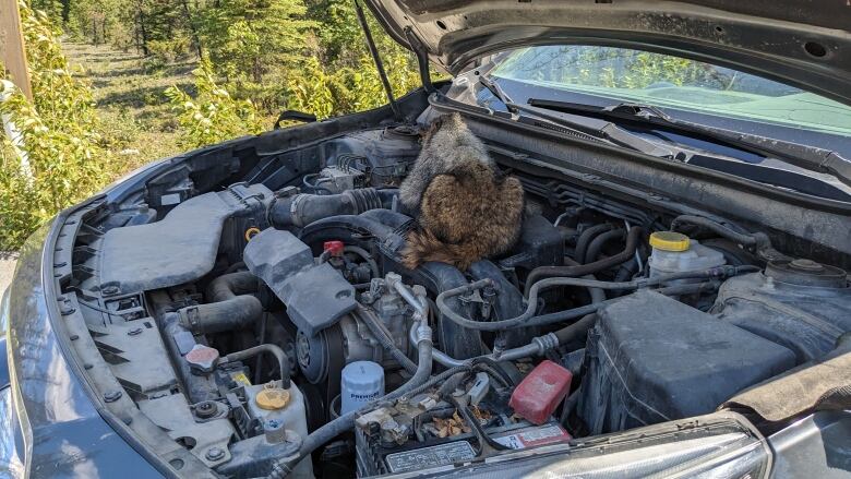 A marmot sits on the engine of a car with the hood propped open.