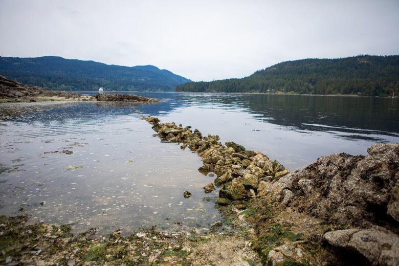 A clam garden along the water on the west coast of B.C.