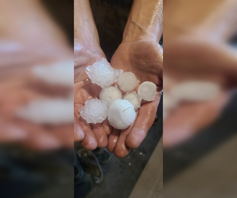 A person's hands hold several pieces of hail.