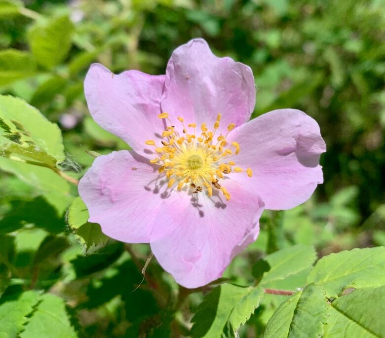 A single pink wild rose, with a yellow centre growing in a sea of green. 