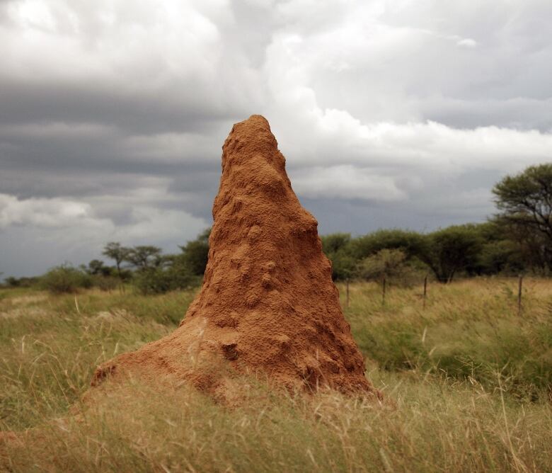 Earth coloured mound made by termites in a grassland environment