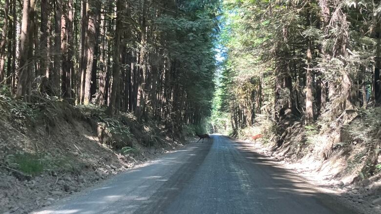 A image from B.C.'s Ministry of Transportation showing a portion of gravel roadway with deer crossing it that is part of the Highway 4 detour near Port Alberni B.C.