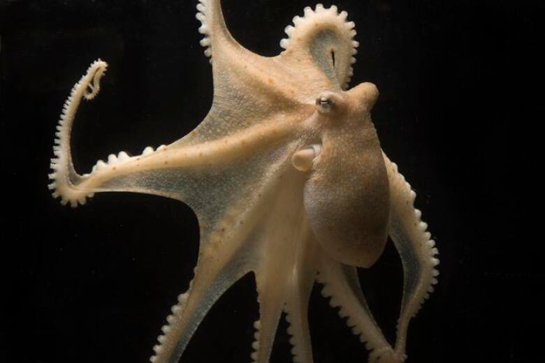 Octopus against a dark water backdrop