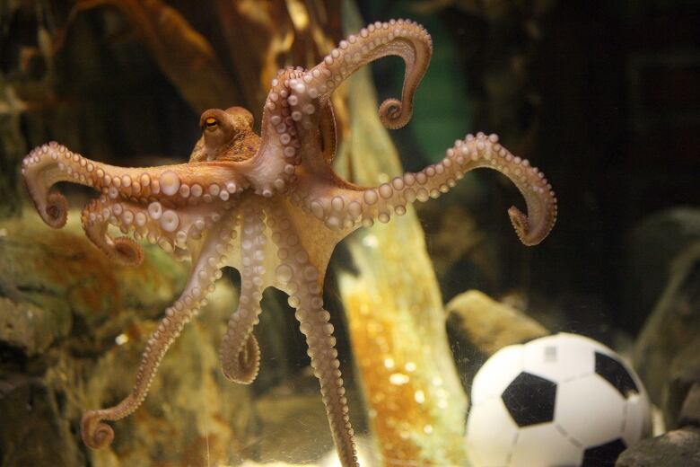 A beige coloured octopus inside an aquarium has its arms outstretched with a soccer ball in front of it. 