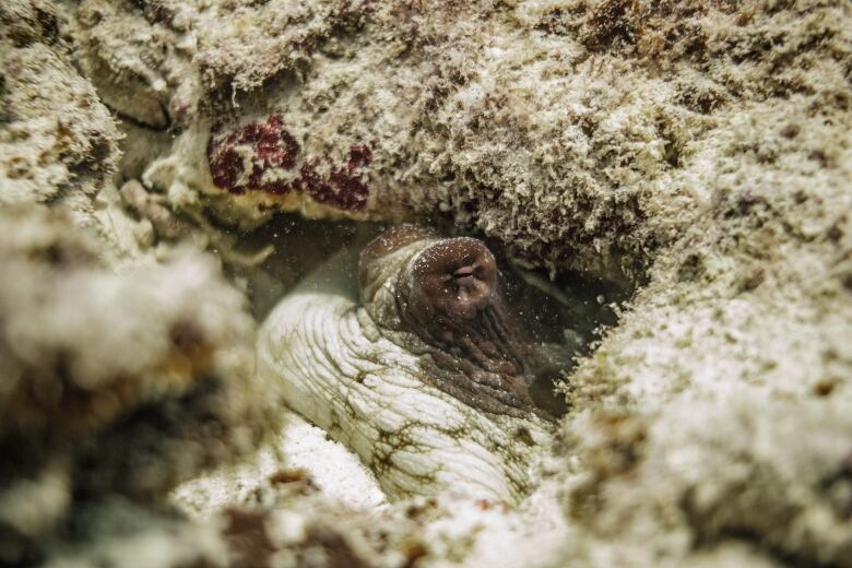 We see a dark coloured eye on the ocean floor that's barely visible due how well the octopus is camouflaging to blend into its environment. 