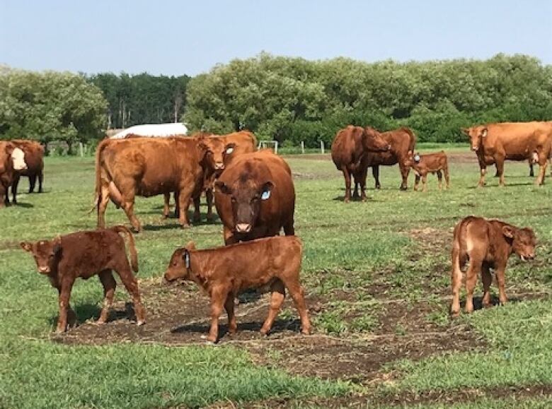 Several cows are pictured in a grassy field with forest in the background.