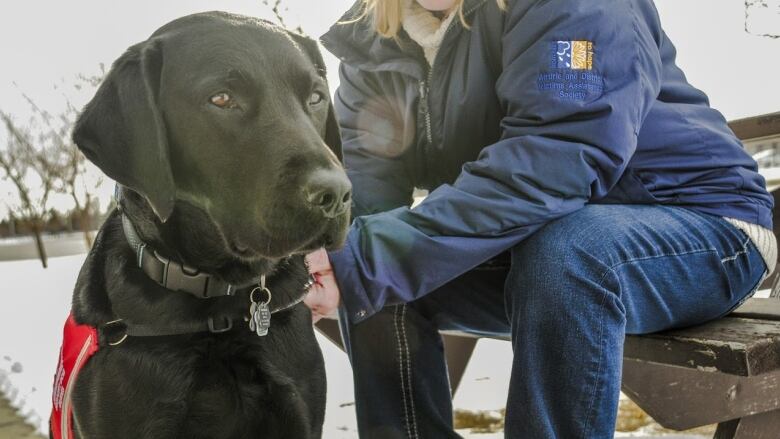 A close-up of a black Labrador.