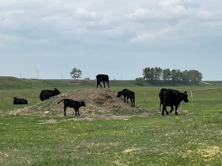 Six black cows graze on a hill. 