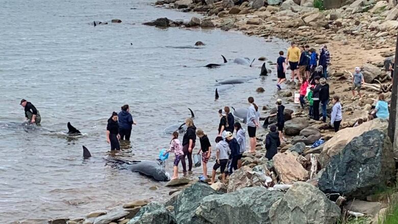 Around two-dozen members of the public are shown trying to help roughly a dozen pilot whales who have washed ashore in Port Hood, N.S.