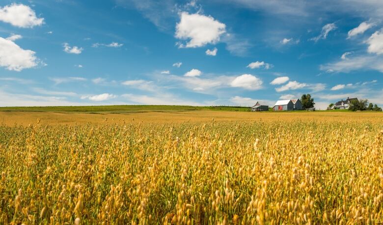 A wheat field is seen with farm buildings in the background.