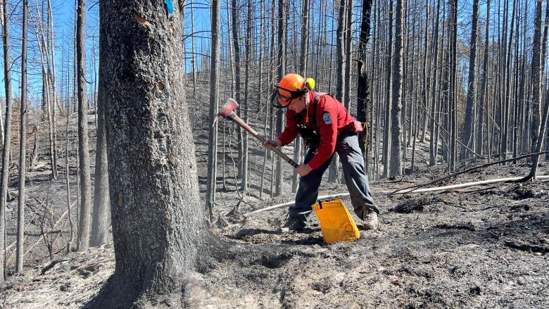 A worker shovels ash-covered ground.