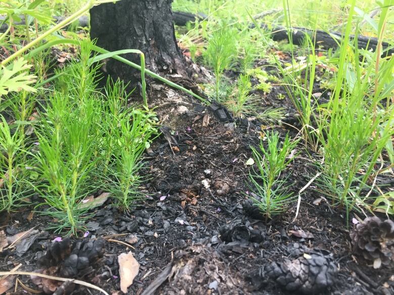 Little trees against a burned backdrop