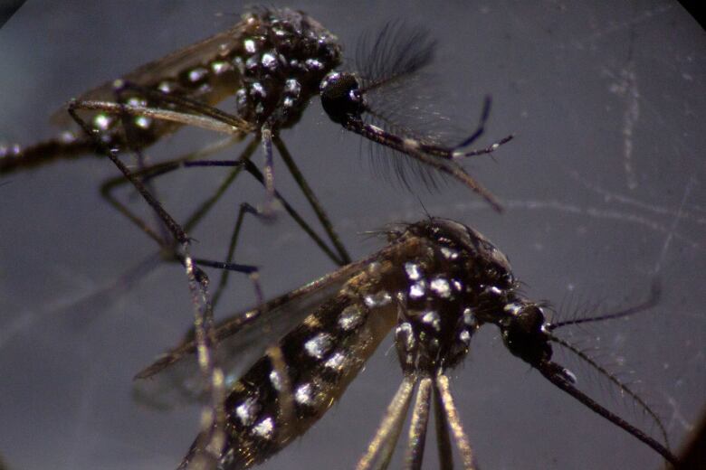 A close-up image of two mosquitoes on a piece of glass.