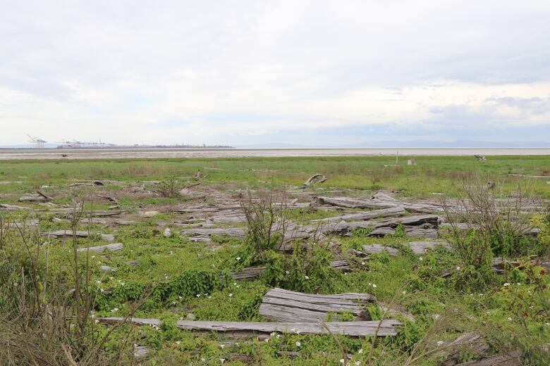 A low-lying waterfront area with grass.