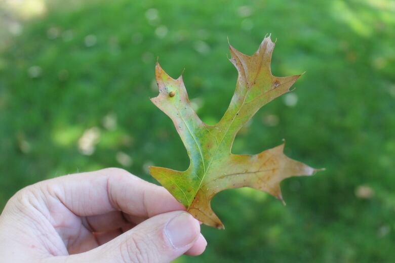 A leaf with fungus on it. 