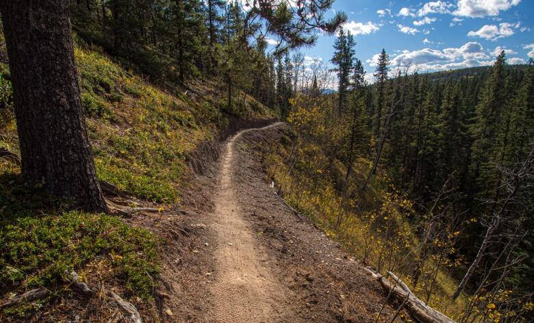 An empty cycling trail in the forest