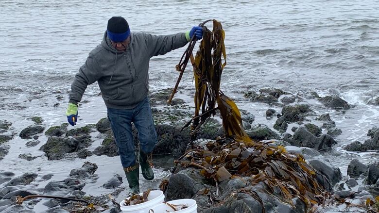 A man steps over some rocks at the shore with kelp in his hands. It is overcast.