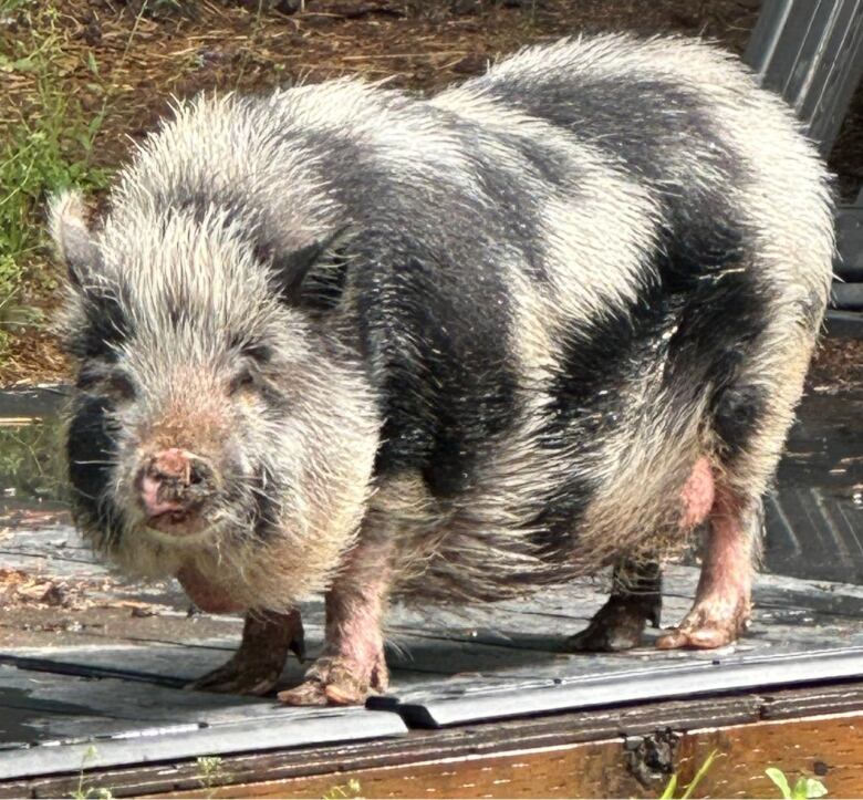 A black- and white-spotted pot-bellied pig is shown in close-up.