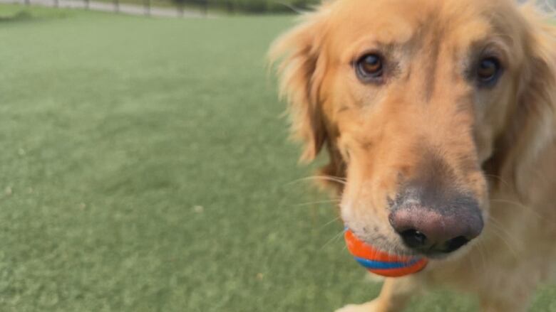 Jaydee Sendin's dog fetches a ball at the University District dog park.