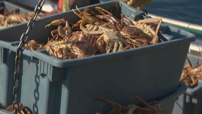 crabs in a container suspended by a rope.