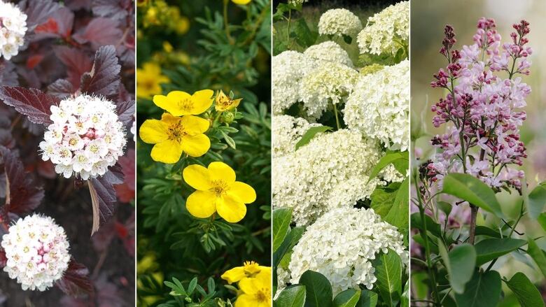 left to right: closeup on shrub with dark purple leaves and clusters of tiny white flowers; shrub with pointy green leaves and yellow flowers; shrub with balls of tiny white flowers; shrub with cluster of tiny pink flowers