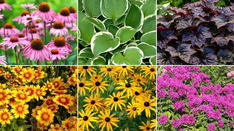 Clockwise from top left: purple flowers in a cone shape; plant with large leaves with white edges; plant with large, dark purple leaves; bright pink flowers with green leaves; closeup on yellow flowers with dark brown centres; closeup on yellow flowers with orange circle in the middle of them. 