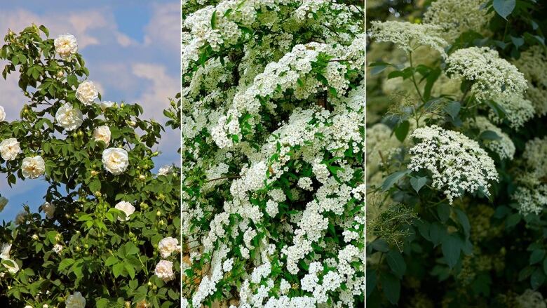 Left to right: a flowering rose bush with white blooms; a bush with sprawling branches covered in tiny white flowers; a bush with clusters of tiny white flowers