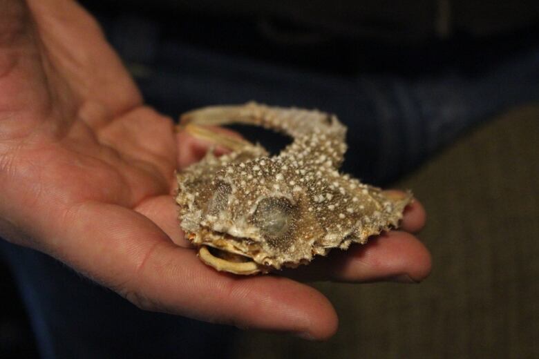 Stephan Bakir holds a preserved batfish, one of the specimens the couple is hoping to donate to Canadian schools.