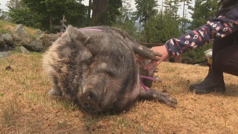 A brown miniature pig lying on her side on the grass. A person crouches beside her rubbing her belly. 