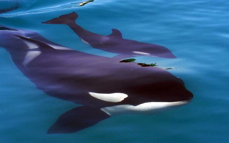 A pair of killer whales swim in the water.