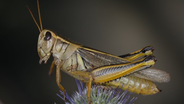 A brown insect with six legs and large black eyes sits atop of a purple flower. 