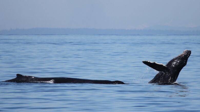 Humpback whale calf breaches.