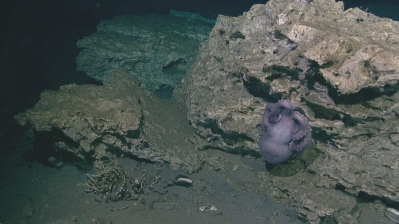 A small purple octopus is stuck to the side of a rock at the bottom of the ocean. 