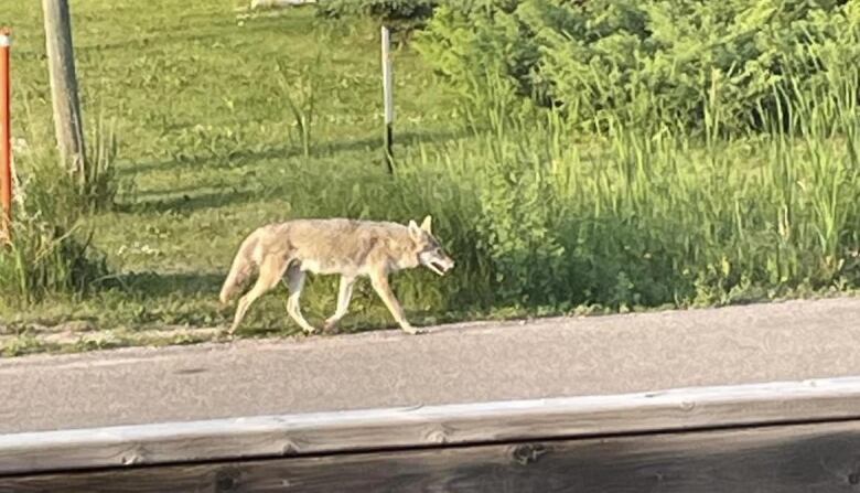 A coyote walks along a road.