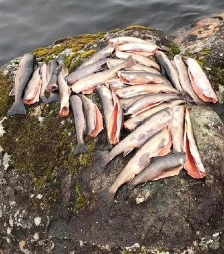 Several gutted fish lie on a rock.