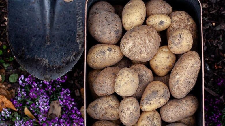 A bundle of potatoes next to a shovel. 