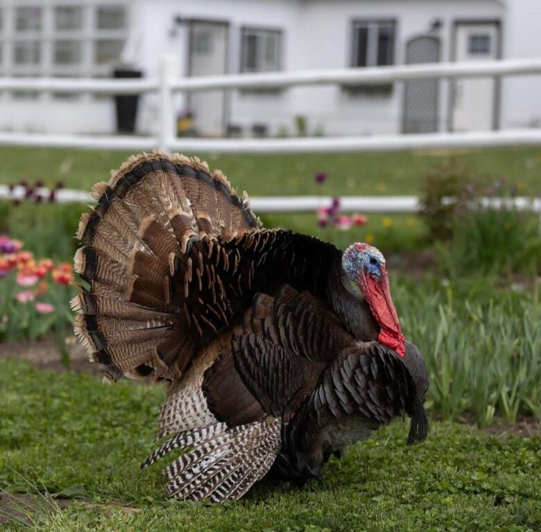 A turkey stands on grass.