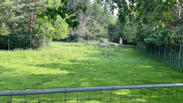 There are three zebras visible in the distance of the photo.