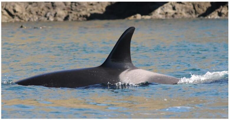 A killer whale's fin is pictured above water, with slight blotching seen along its skin.