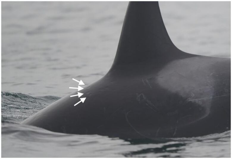 White arrows point out blotching on the back of a killer whale.