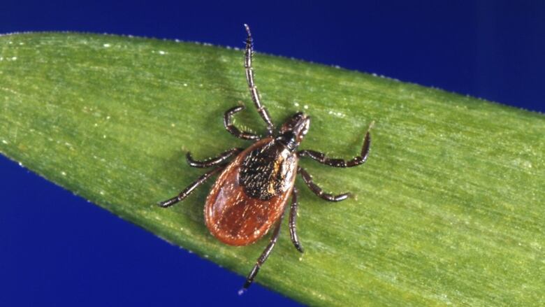 A picture of a tick with a brown body and black legs.