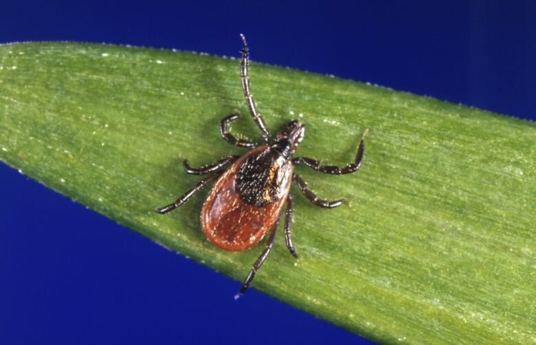 A picture of a tick with a brown body and black legs.