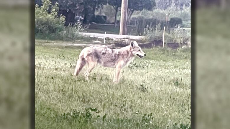 A coyote stands with its mouth open in a grassy field.