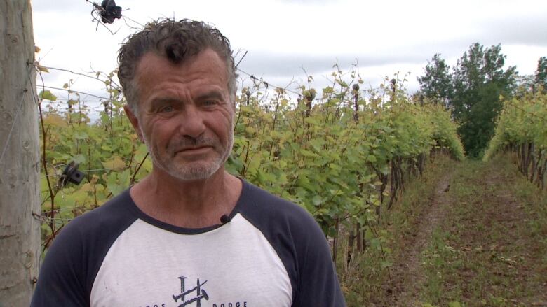 A man stands in vineyard, among the rows of vines.