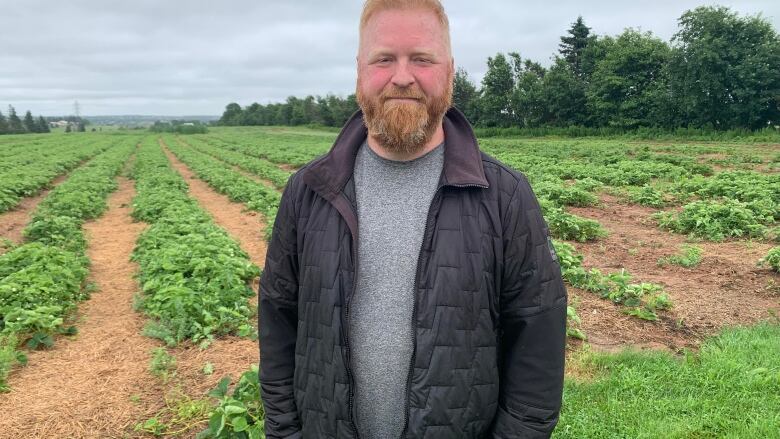 Man with reddish beard stands in a strawberry field.