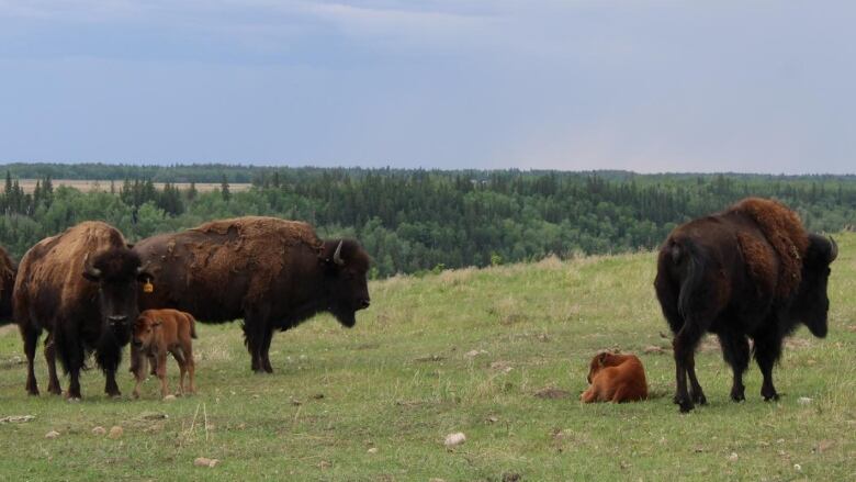 Two bison calves in a field with several adult bison. 